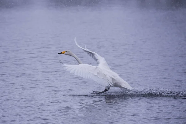 Le cygne survole le lac. "Lebedinyj" Réserve naturelle des cygnes ", Svet — Photo