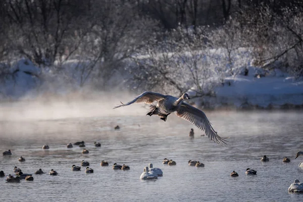 Лебедь пролетает над озером. "Лебединый заповедник", Свет — стоковое фото