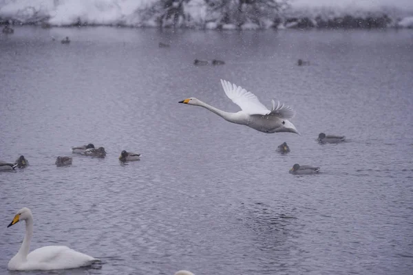 Лебедь пролетает над озером. "Лебединый заповедник", Свет — стоковое фото