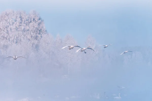 Um grupo de cisnes voando sobre o lago. "Lebedinyj" Swan Nature R — Fotografia de Stock