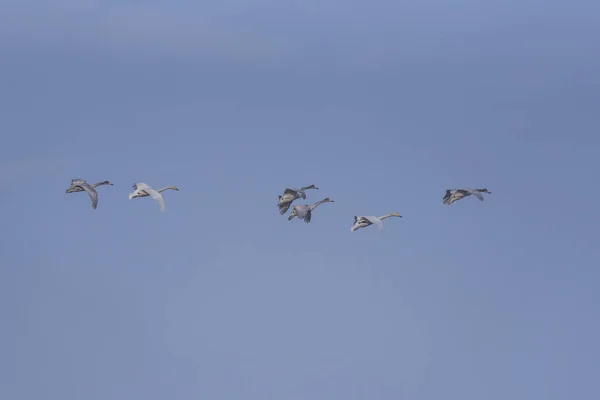 Группа лебедей летит над озером. "Лебедный" Лебедь Природа R — стоковое фото