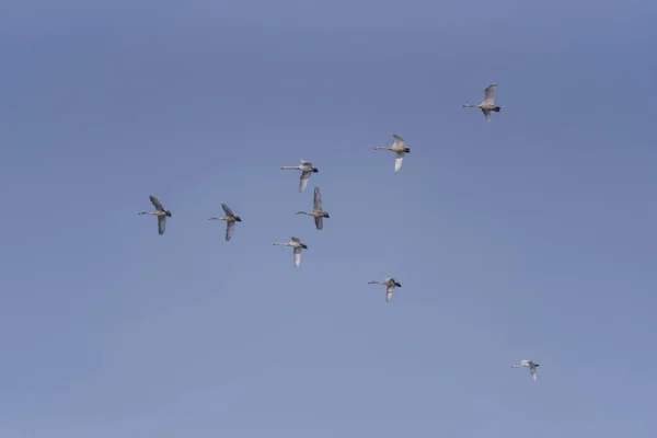 Um grupo de cisnes voando sobre o lago. "Lebedinyj" Swan Nature R — Fotografia de Stock