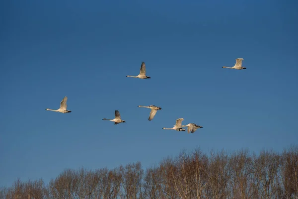 Група лебедів пролетів над озером. "Лебедіный" Лебідь природи р — стокове фото