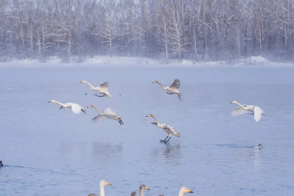 Un grup de lebede care zboară deasupra lacului. "Lebedinyj" Swan Nature R — Fotografie, imagine de stoc