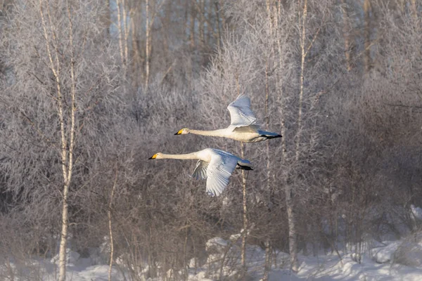 湖の上を飛ぶ白鳥の群れ。「レベディニー」スワンネイチャーR — ストック写真