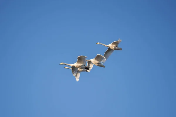 Um grupo de cisnes voando sobre o lago. "Lebedinyj" Swan Nature R — Fotografia de Stock