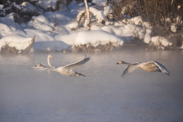 Un grup de lebede care zboară deasupra lacului. "Lebedinyj" Swan Nature R — Fotografie, imagine de stoc
