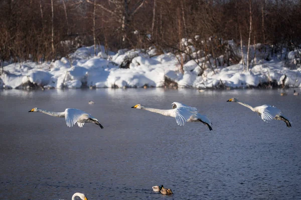 Группа лебедей летит над озером. "Лебедный" Лебедь Природа R — стоковое фото