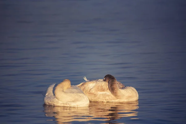 Два лебедя спят на озере. "Лебединый" Лебединый природный заповедник — стоковое фото