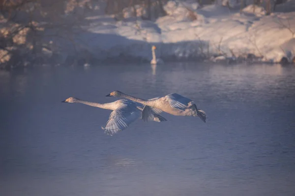 Un groupe de cygnes survolant le lac. "Lebedinyj" Cygne Nature R — Photo