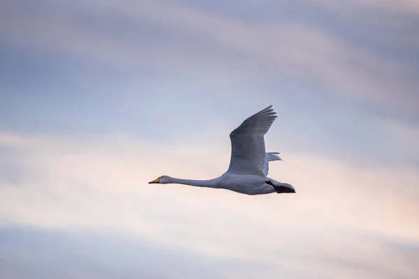 Labutí letí nad jezerem. "Lebedinyj" Labutí přírodní rezervace, "svet Royalty Free Stock Fotografie