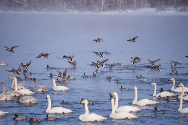 Ördekler ve kuğular ulusal rezervde beslenirken. 