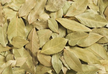 Kurutulmuş defne yaprağı yığını üzerinde beyaz izole. Defne yaprakları yığın.