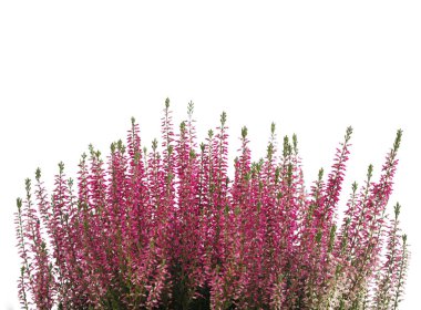 Heather çiçek arka plan üzerinde beyaz izole. Metin için boş alan ile fotoğraf.