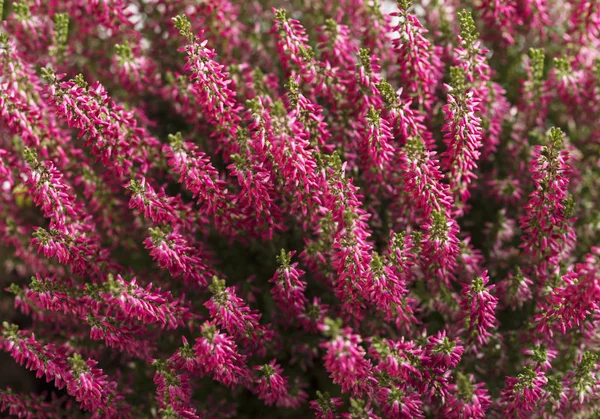 Fundo Flor Heather Textura Penas — Fotografia de Stock