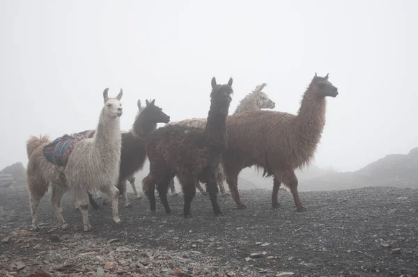 Alpacas w Hazy górach. Boliwijski szczyt Andów — Zdjęcie stockowe