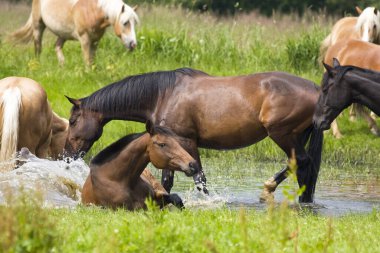 Yeşil bir arazide atları otlatıyor.