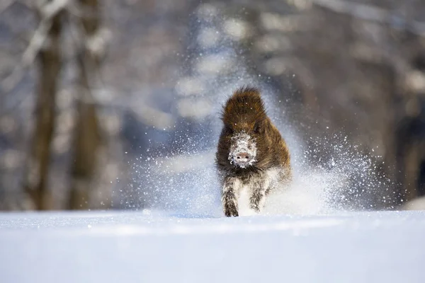 Wild Boar running in the snow