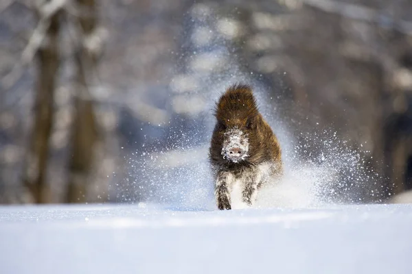 Javali Selvagem Correndo Neve Imagem De Stock