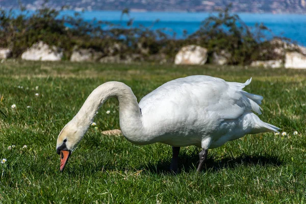 Bílá labuť jí u jezera — Stock fotografie