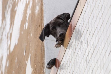 Şehrin balkonda kenarına meraklı köpek.
