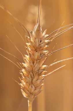 Portekiz Algarve bölgesinde kuru buğday ekili yakın çekim.