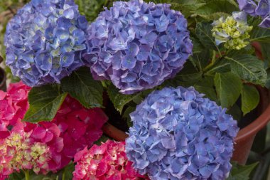 Güzel HORTENSIA (Hydrangea Macrophylla) çiçek görünümünü kapat.