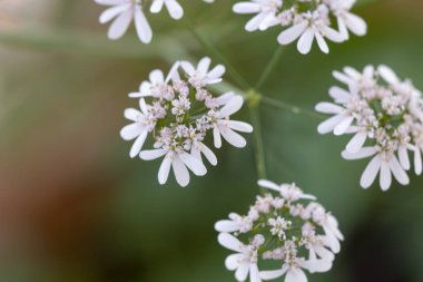 Kişniş (Coriandrum sativum) tarım görünümünü kapat.