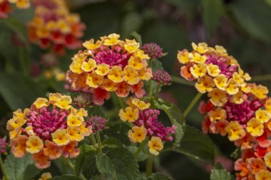 Güzel Lantana camara çiçekler görünümünü kapat