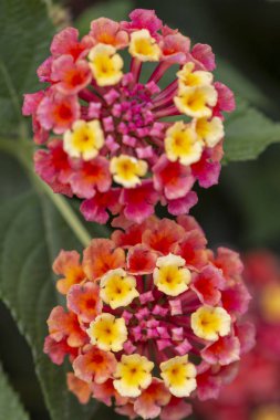 Güzel Lantana camara çiçekler görünümünü kapat