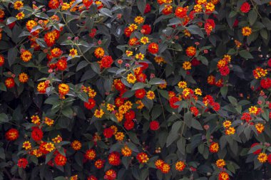 Güzel Lantana camara çiçekler görünümünü kapat