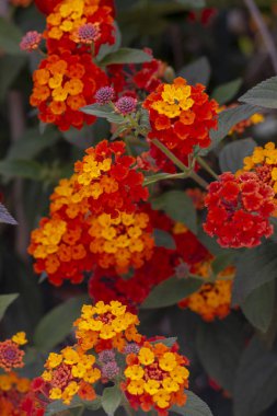 Güzel Lantana camara çiçekler görünümünü kapat