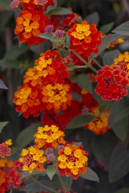 Güzel Lantana camara çiçekler görünümünü kapat