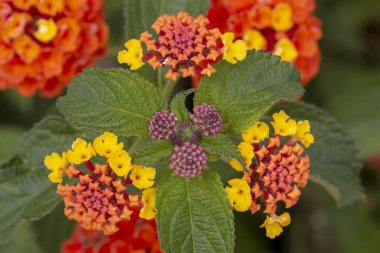 Güzel Lantana camara çiçekler görünümünü kapat