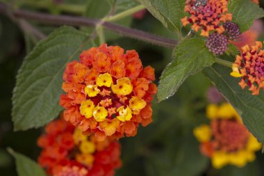Güzel Lantana camara çiçek görünümünü kapat.