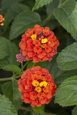 Güzel Lantana camara çiçekler görünümünü kapat