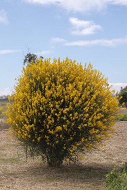Weaver'ın süpürge (Spartium junceum) çiçek görünümünü kapat.