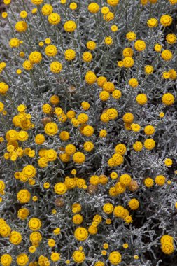 Güzel Santolina Impressa çiçek görünümünü kapat.