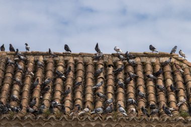 Şehir güvercinleri eski bina çatı üzerinde.