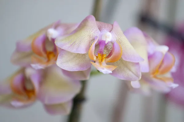 Close View Beautiful Pink Moth Orchid — Stock Photo, Image