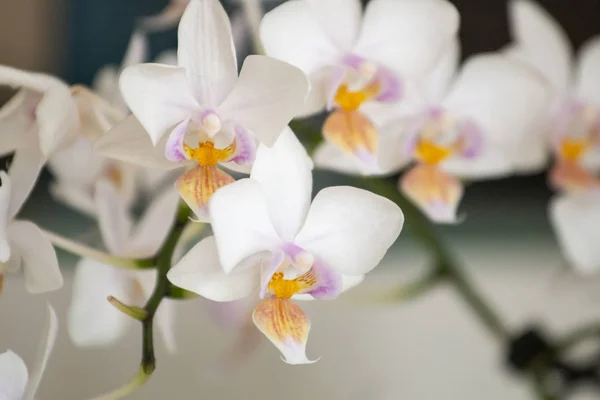 Close View White Moth Orchid — Stock Photo, Image