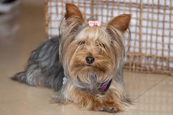 Kleine Schattige Hondje Ontspannen Verdieping — Stockfoto