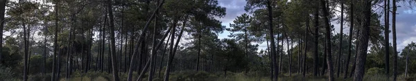 Panorama Dari Hutan Pinus Yang Lebat Wilayah Algarve Portugal — Stok Foto