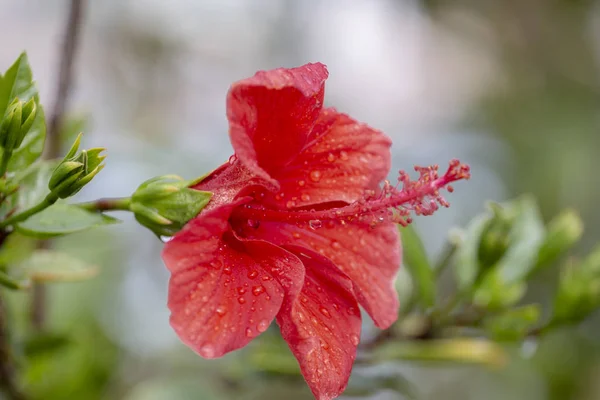 Close Beeld Van Prachtige Rode Hibiscus Bloem Met Druppels Water — Stockfoto