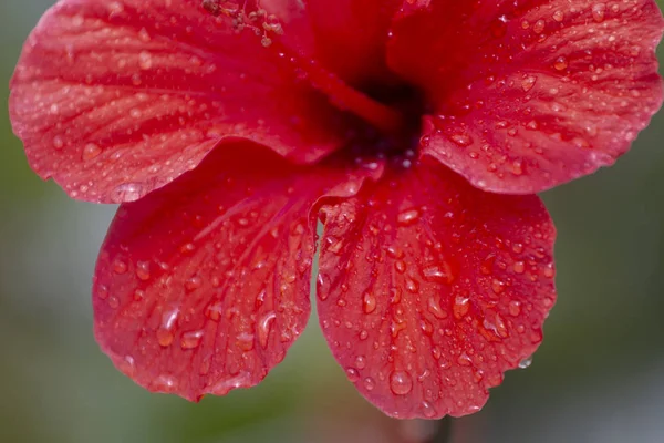 Close Vista Bela Flor Hibisco Vermelho Com Gotículas Água — Fotografia de Stock