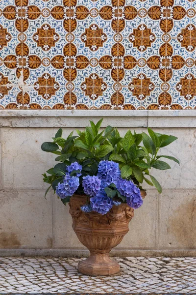 Hortensia Çiçek Vazo Azulejo Duvar Güzel Görünümü — Stok fotoğraf