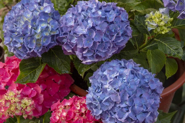 Close View Beautiful Hortensia Hydrangea Macrophylla Flower — Stock Photo, Image