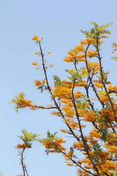 Вид Цветущий Шелковый Дуб Grevillea Robusta Весной — стоковое фото