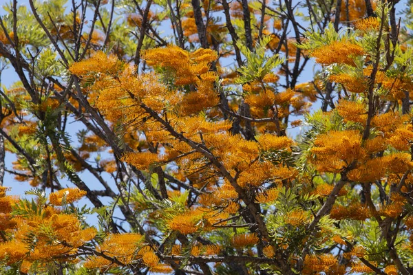 Προβολή Του Δέντρου Μεταξιού Βελανιδιάς Grevillea Robusta Ανθοφορία Την Άνοιξη — Φωτογραφία Αρχείου