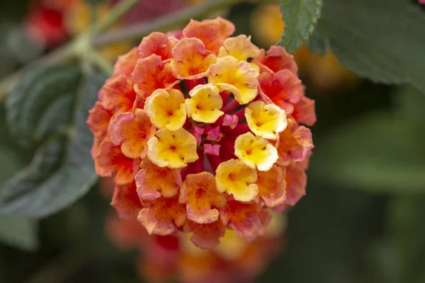 Close View Beautiful Lantana Camara Flower — Stock Photo, Image